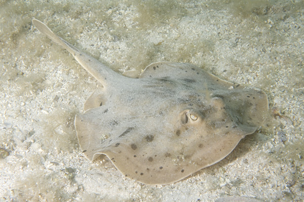 California stingray care best sale